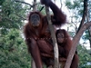 Indonesia Orang Utans Picture