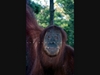 Indonesia Orang Utans Picture