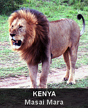 Highlights - Kenya - Masai Mara