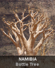 News - Namibia - Bottle Tree