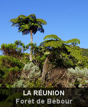 News - La Réunion - Black Sand Beach