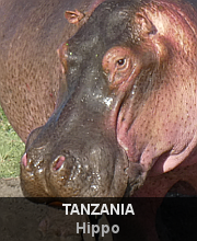 Highlights - Tanzania - Hippo