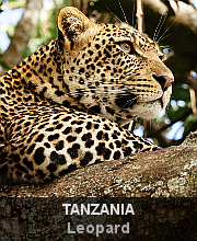 Highlights - Tanzania - Leopard