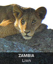 Highlights - Zambia - Lion