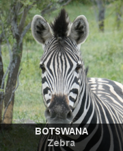 Highlights - Botswana - Zebra