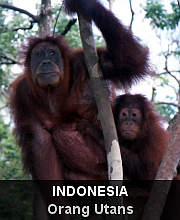 Highlights - Indonesia - Orang Utans