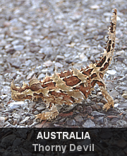 Highlights - Australia - Thorny Devil