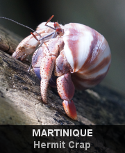 News - Martinique - Crab
