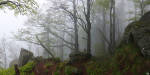 Black Forest - Mist - schlesser