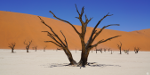 Namibia - Dead-Vlei - Footsteps