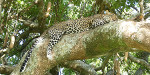 Tanzania - Leopard - Sleeping