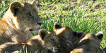 Tanzania - Lions - Family