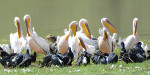 Tanzania - Pelicans - Cluster
