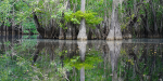 USA - Florida - Swamp
