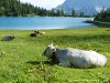 Austria Mieminger Gebirge Picture