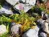 Austria Silvretta Picture