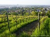 Austria Vienna Picture