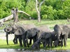 Botswana Okavango Picture