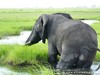 Botswana Okavango Picture