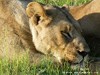 Botswana Okavango Picture