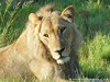 Botswana Okavango Picture