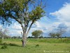 Botswana Okavango Picture