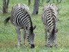 Botswana Okavango Picture