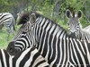 Botswana Okavango Picture