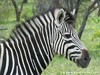 Botswana Okavango Picture