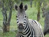 Botswana Okavango Picture