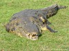 Botswana Okavango Picture