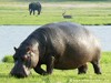 Botswana Okavango Picture