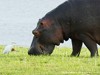 Botswana Okavango Picture