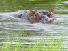 Botswana Okavango Picture