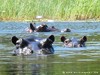 Botswana Okavango Picture