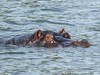 Botswana Okavango Picture