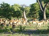 Botswana Okavango Picture