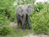 Botswana Okavango Picture