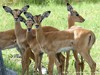 Botswana Okavango Picture