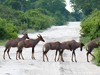 Botswana Okavango Picture