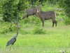 Botswana Okavango Picture