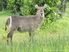 Botswana Okavango Picture