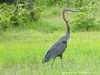 Botswana Okavango Picture