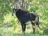 Botswana Okavango Picture