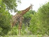 Botswana Okavango Picture