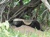 Botswana Okavango Picture