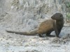 Botswana Okavango Picture