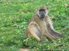 Botswana Okavango Picture