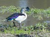 Botswana Okavango Picture