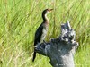 Botswana Okavango Picture